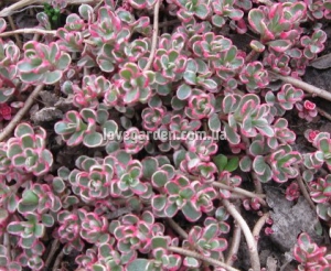 Очиток ( Sedum)  Ewersii
